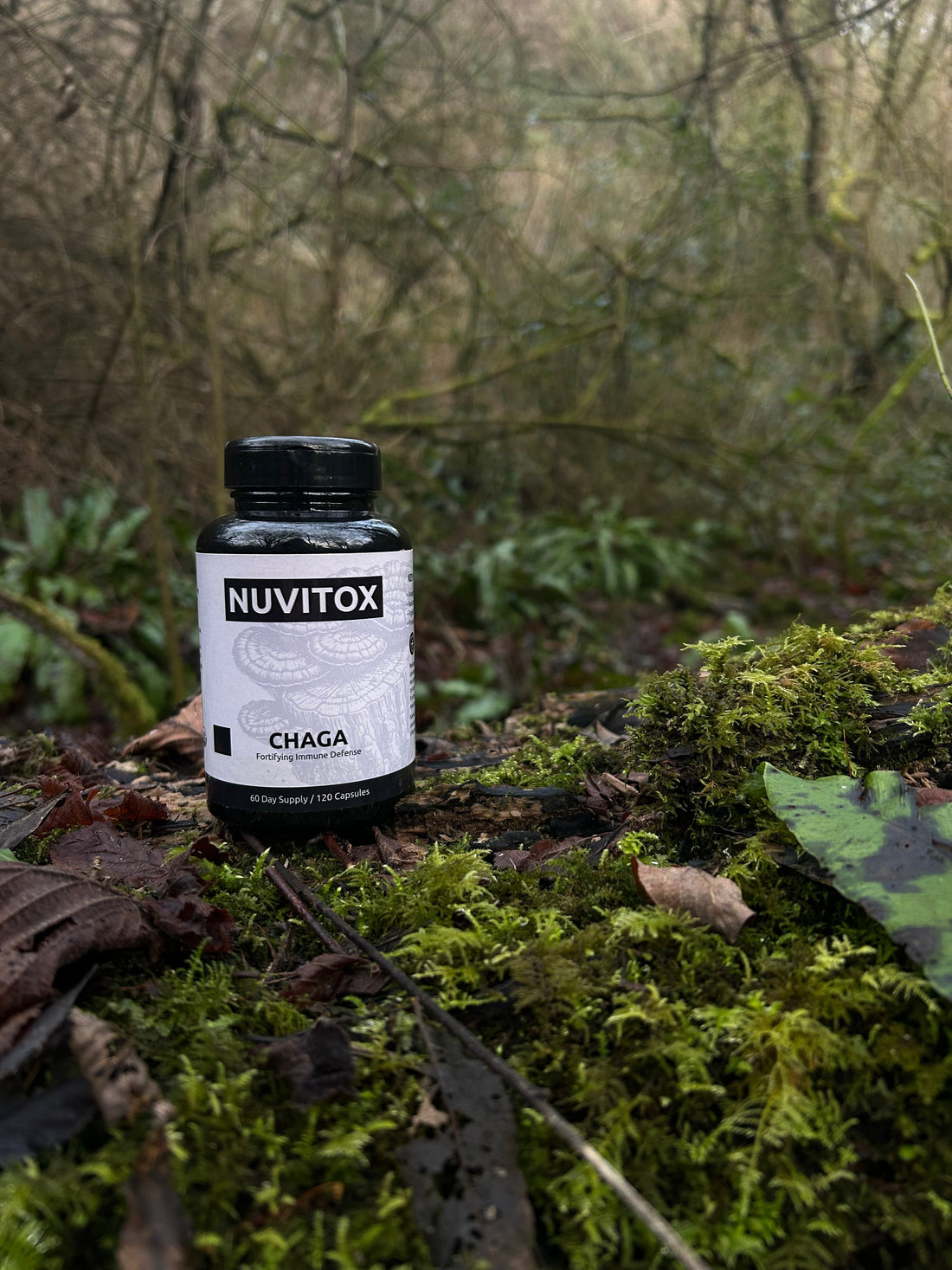 Chaga Mushroom Antioxidant Properties: Nature’s Defence Against Oxidative Stress