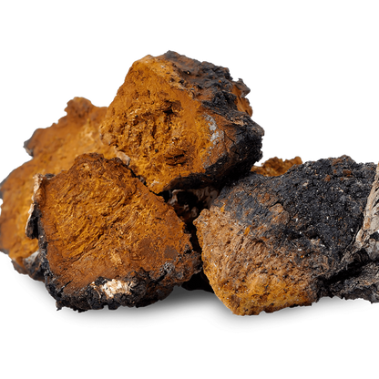 Chaga - 120 Capsules